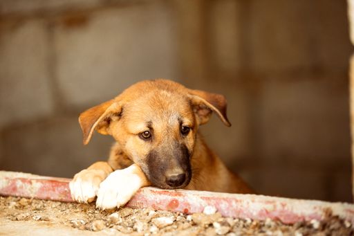 A closeup shot of a cute ginger stray dog looking out of a window