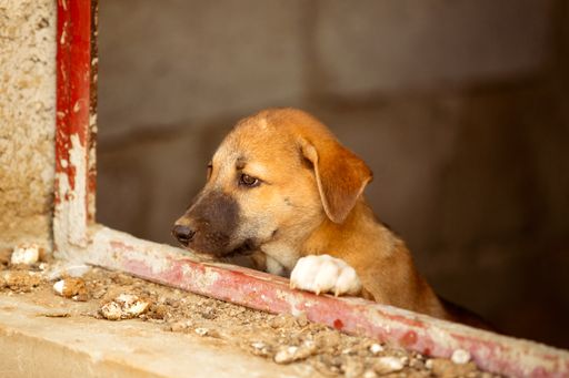 A closeup shot of a cute ginger stray dog looking out of a window