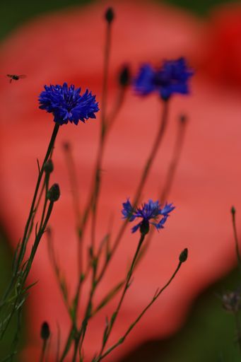 A vertical closeup shot of Blue Cornflower Herb or bachelor button flower on a blurred background