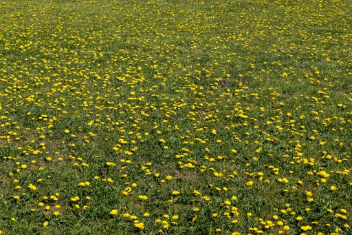 A beautiful landscape of green field with yellow Dandelion flowers