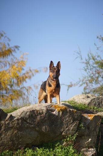 A vertical closeup shot of a German shepherd dog standing on a stone on a sunny day