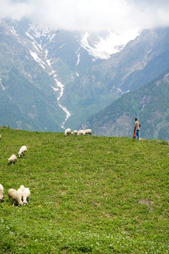 A flock of sheep and a shepherd in the fields