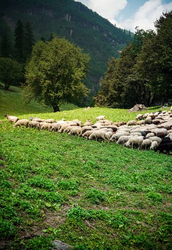 A herd of cattle grazing in the green fields