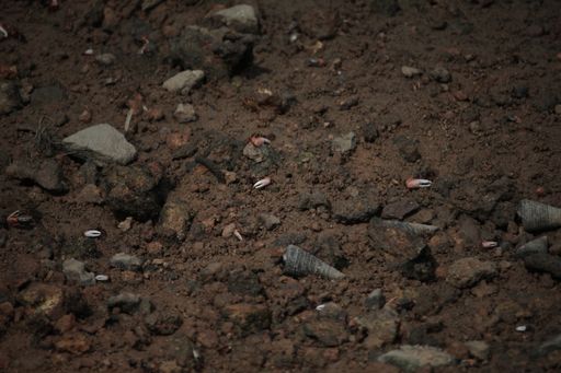 A closeup shot of fiddler crabs in its habitat on muddy and dirty ground with stones