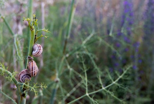 A closeup shot of a snail on a green plant with a blurred background