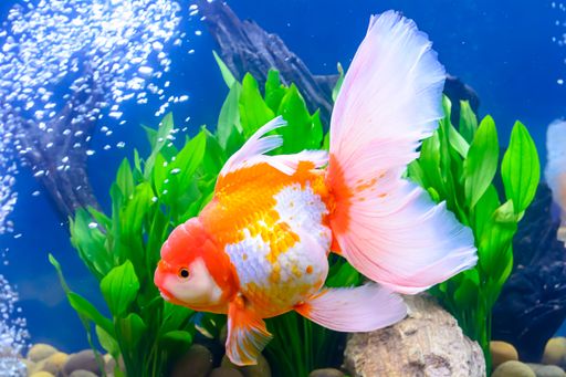 The goldfish in the cabinet