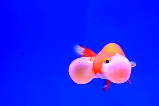 The goldfish isolated in water blue background