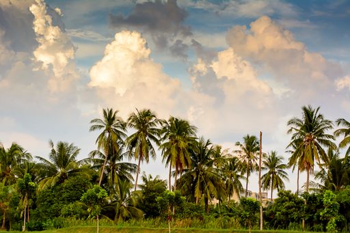 Palm trees, trees, plants and grass under cloudy sky
