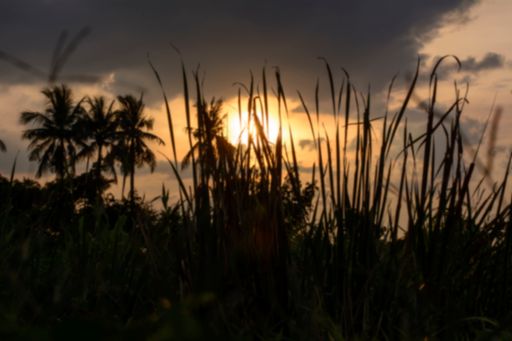 Silhouette of palm trees and plants at sunset with sun beam in dark clouds and sky before thunderstorm