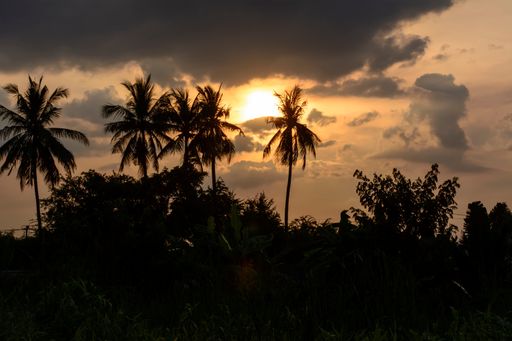 Silhouette of palm trees and other trees at sunset with sun beam in dark clouds and sky before thunderstorm
