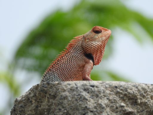 A closeup shot of a red lizard on a big rock with blurred natural backkground