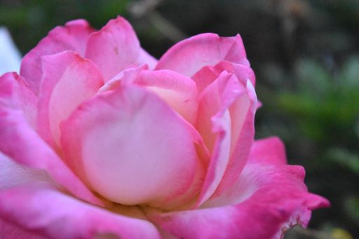 Flor rosa, en encuadre corto para apreciar su textura visual. El fondo desenfocado
