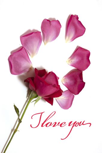 A closeup of the "I love you" message on a white background surrounded by pink rose petals