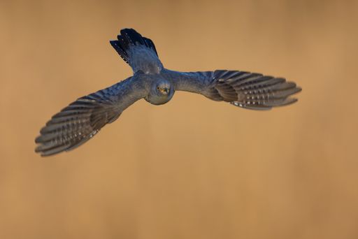 A closeup shot of a cuckoo flying with its wings wide open against the blurry background