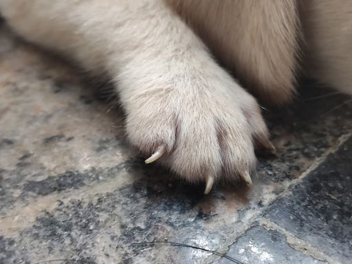 A close up shot of a paw of the white cat resting on a cement floor