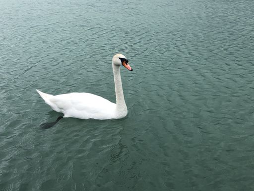 A  beautiful shot of a swan floating on the lake