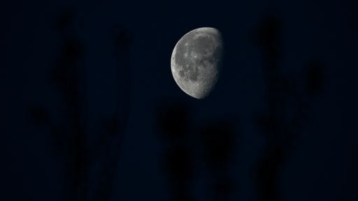 A beautiful shot of half moon on a dark blue night with a blurry silhouette of plants