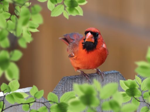 A closeup shot of male cardinal perched on a wooden fence
