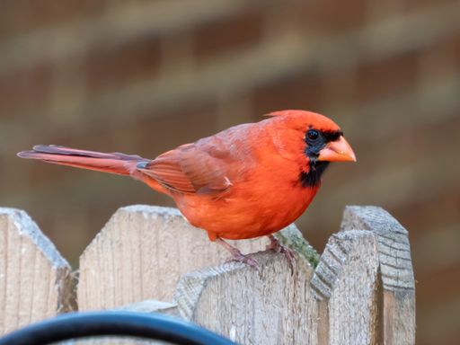 A closeup shot of male cardinal perched on a wooden fence