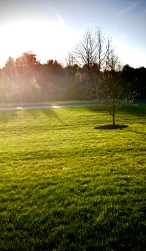 A selective focus shot of a tree in the garden at daytime