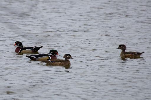 A small group of wood ducks swimming on lake