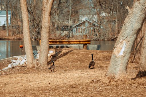 Beautiful Canadian geese walking in a park next to a lake on an autumn day