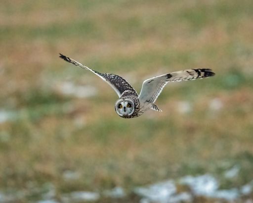 A closeup shot of an owl flying
