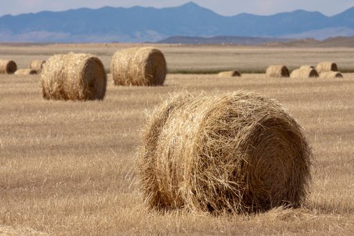 A close-up of straw stack in field