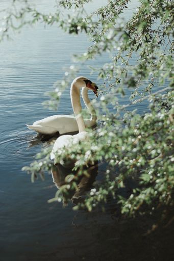 A vertical shot of two beautiful swans swimming together in the water