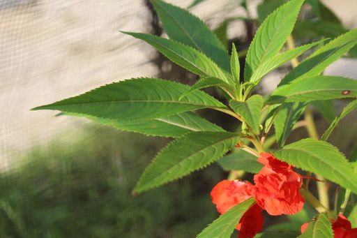 A shallow focus closeup shot of a red Balsam flower with its big green leaves with a net in the background