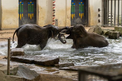 A beautiful shot of two Elephants fighting or playing in the Antwerpen zoo in the pond