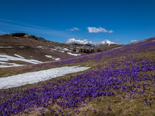 A beautiful scene of large fields of purple crocuses at Velika Planina at Slovenian Alps with blue sky