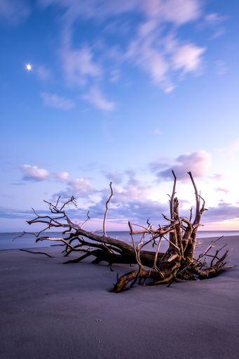 A breathtaking vertical view of dead trees in the high tide ocean at Sapelo Island, Georgia during sunrise