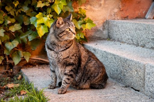 A cat sitting on the staircases of a building next to a green plant