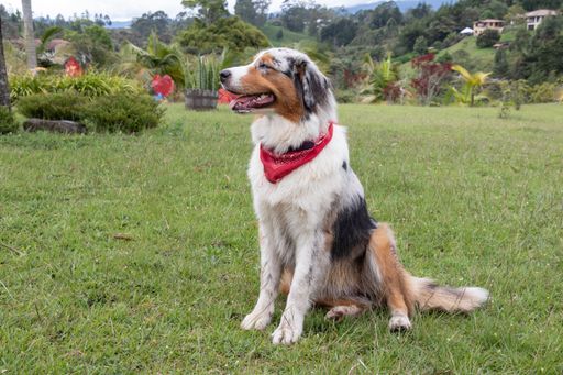 A cute Australian Shepherd sitting on the grass