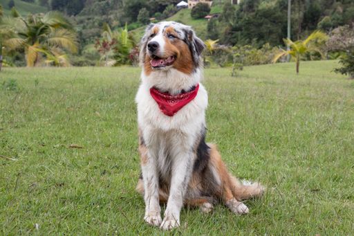 A cute Australian Shepherd sitting on the grass