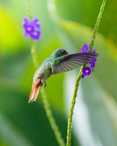Closeup of a rufous-tailed hummingbird flying towards a flower and a green background