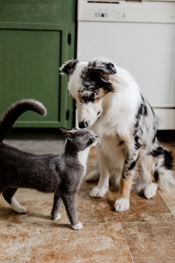 A vertical shot of an adorable border collie and a gray kitten next to each other on a marble floor