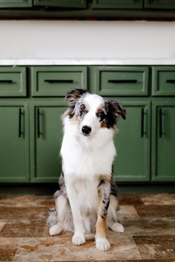 A vertical shot of an adorable border collie on a marble floor in front of green kitchen cabinets