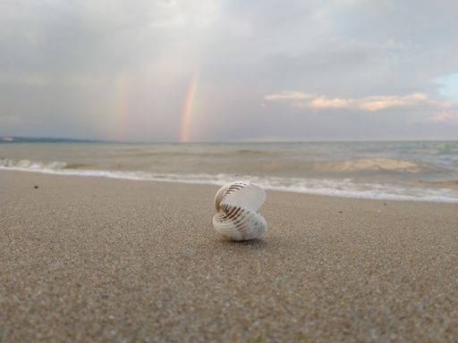 A beautiful selective focus shot of an open seashell on the beach with a rainbow in the background