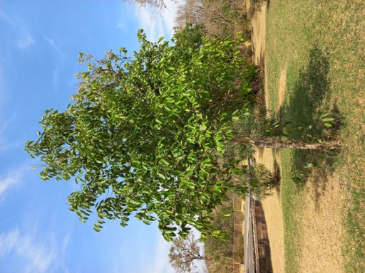 A vertical shot of a beautiful green tree growing in a big field under cloudy sky