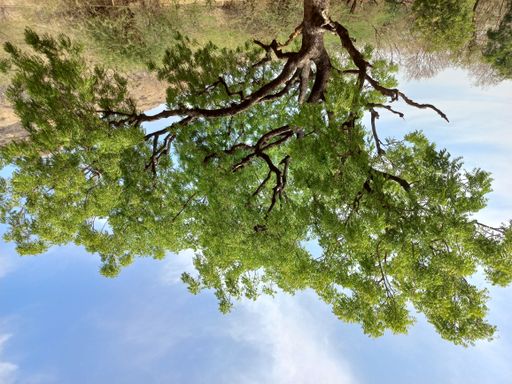 A beautiful shot of a green tree growing in a big field under cloudy sky
