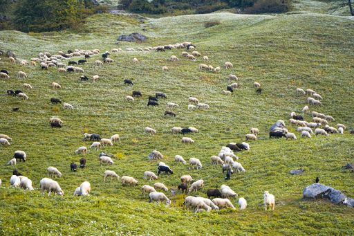 The sheep grazing in the green fields