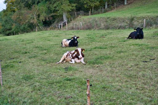 The cows lying and resting in a green meadow field on the farm in spring