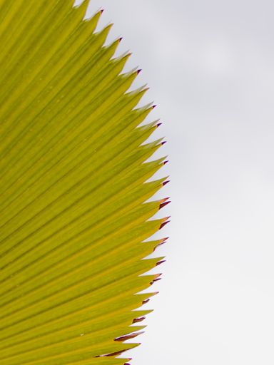 A top view shot of a decorated green leaf texture on white background with copy space