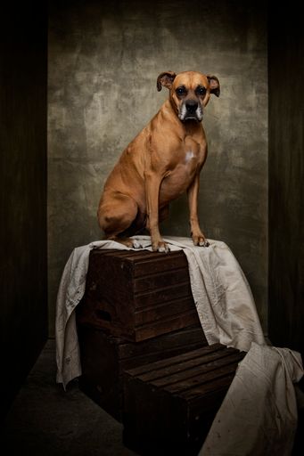 A vertical shot of an old boxer dog thinking she is an elephant in a Rembrandt painting