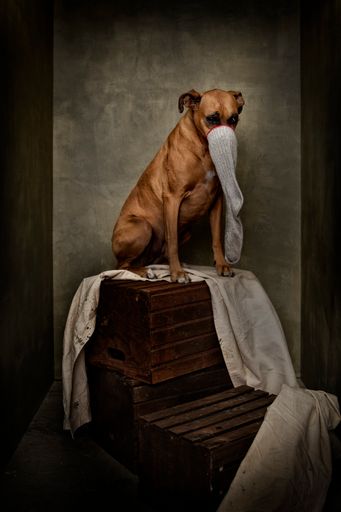 A vertical shot of an old boxer dog thinking she is an elephant in a Rembrandt painting
