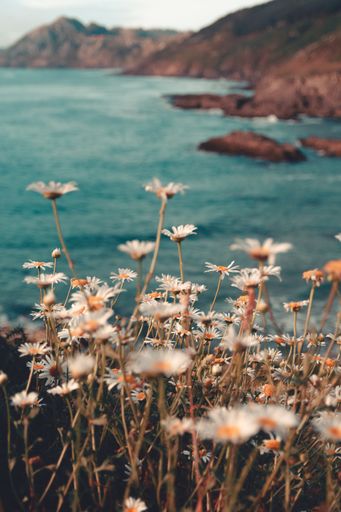 A vertical shot of white daisies growing on a beautiful beach background