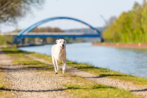 A Labrador Retriever running on a path on the shore of a canal with a bridge in the background