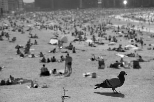 A closeup grayscale shot of a dove on a crowded beach background